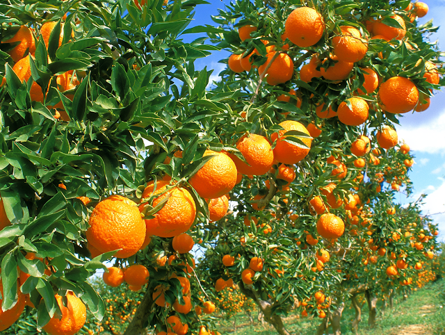 Lush Orange Orchard with Ripe Citrus Fruits