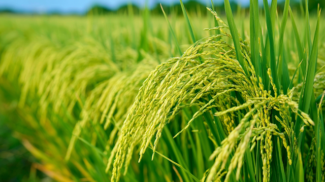 Lush Rice Paddy Field Close-Up