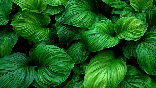 Lush Tropical Foliage Close-Up
