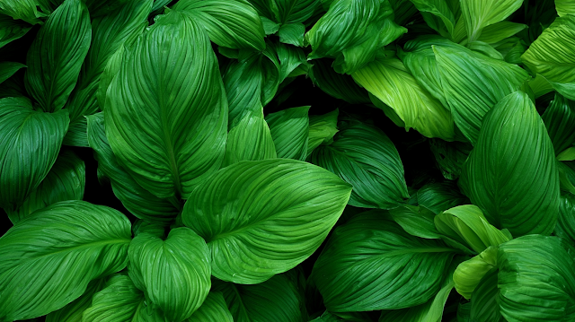 Lush Tropical Foliage Close-Up
