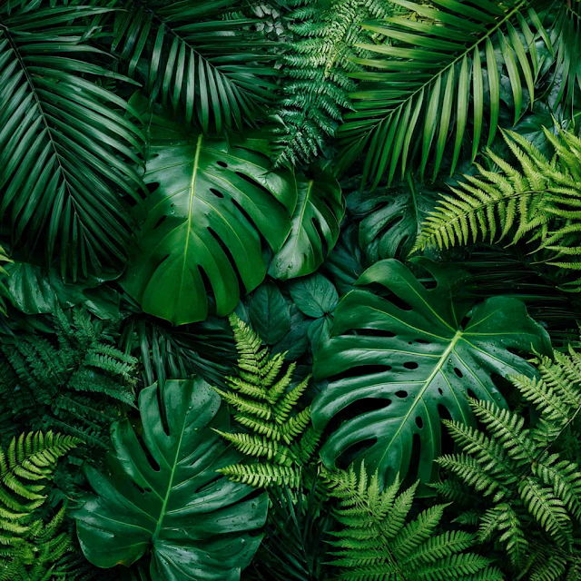 Lush Tropical Leaf Flat Lay Background