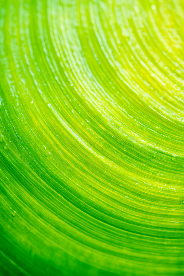 Macro Close-Up of Vibrant Lime Green Tropical Leaf