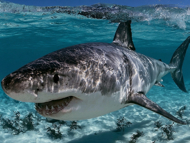 Majestic Great White Shark in Natural Habitat