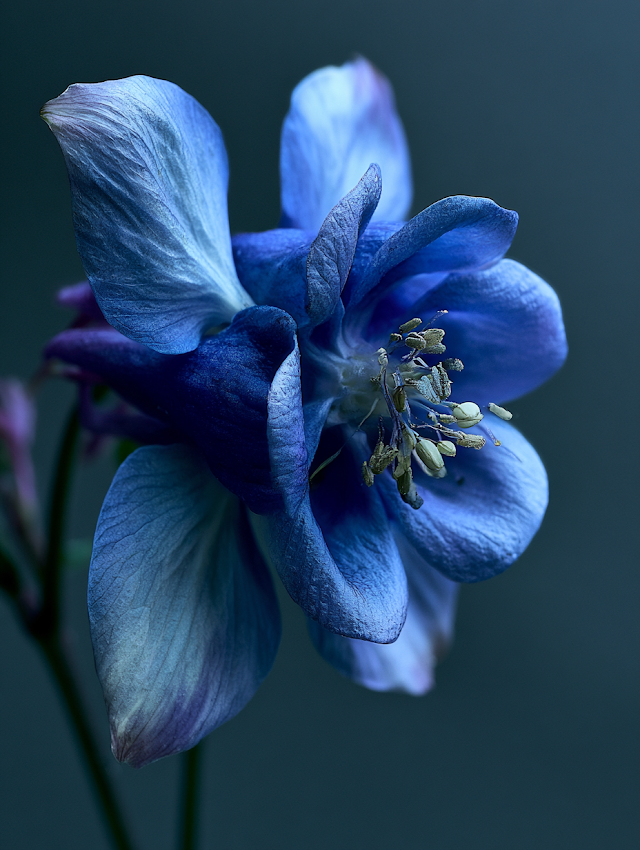 Mystical Blue Columbine Flower