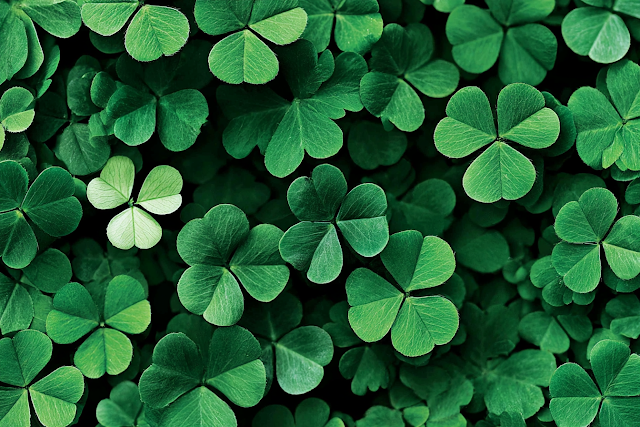 Overhead View of Green Clover Leaf Carpet