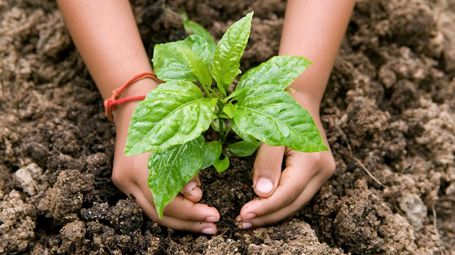 Planting a Young Sapling in Rich Soil
