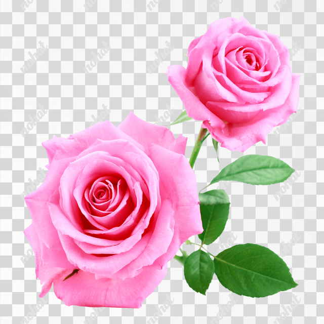 PNG Delicate Pink Roses on Green Stem