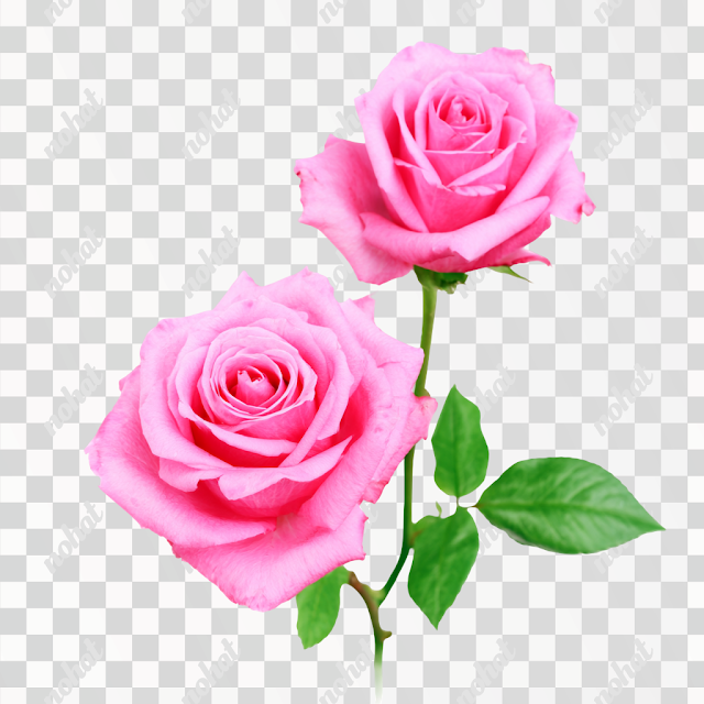 PNG Delicate Pink Roses Still Life