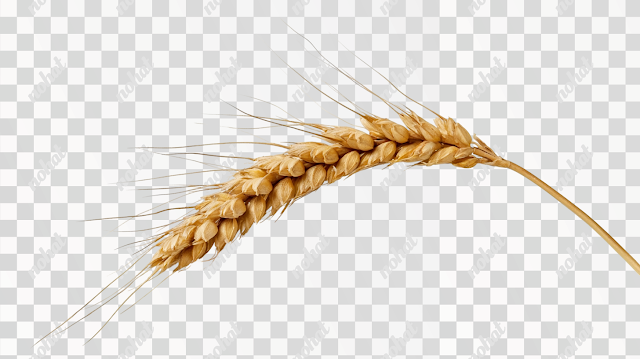 PNG Golden Wheat Ear on White Background