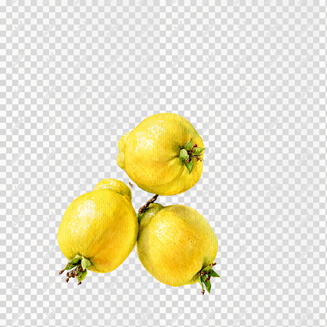 PNG Hand-Drawn Watercolor Quince Branch with Ripe Yellow Fruits