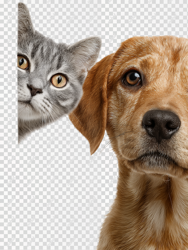 PNG Playful Cat and Dog Peeking from Corner