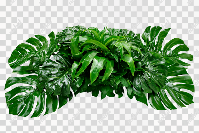 PNG Tropical Foliage Arrangement
