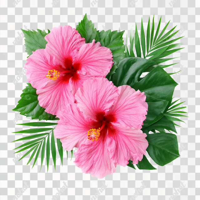 PNG Tropical Pink Hibiscus Flowers with Monstera Leaves