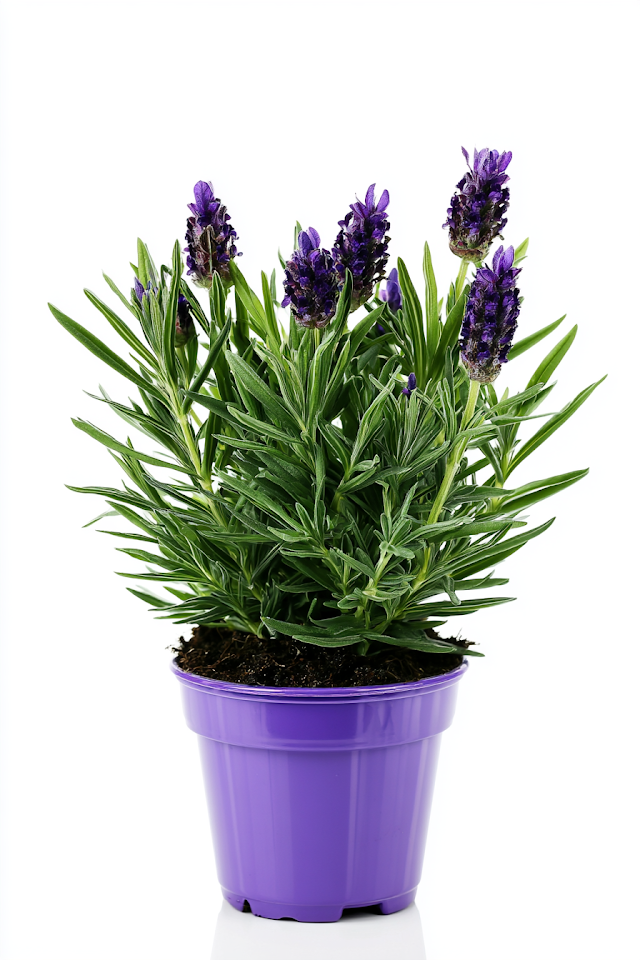 Potted Lavender Plant on White Background