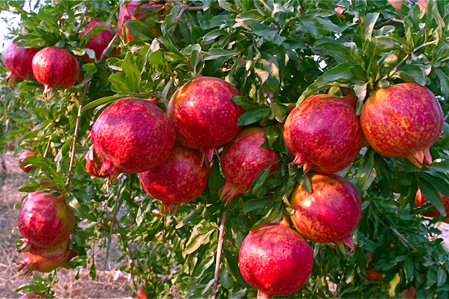 Ripe Pomegranates on a Lush Tree Branch