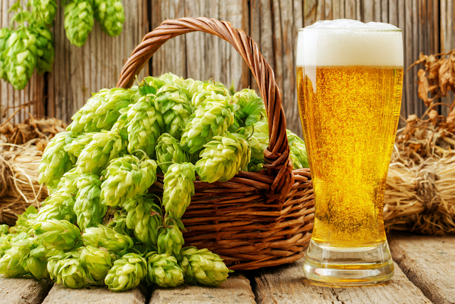 Rustic Still Life with Fresh Hop Cones and Beer