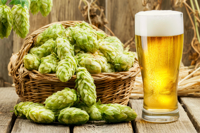 Rustic Still Life with Fresh Hops and Golden Beer