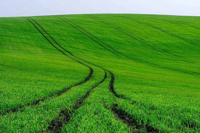 Serene Emerald Green Agricultural Landscape