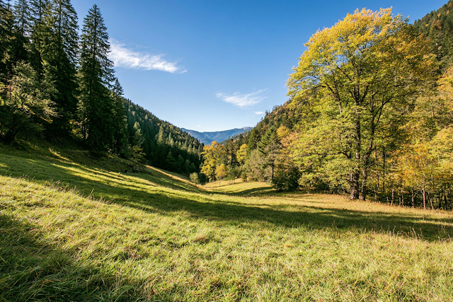 Serene Meadow Corridor in Autumn Light