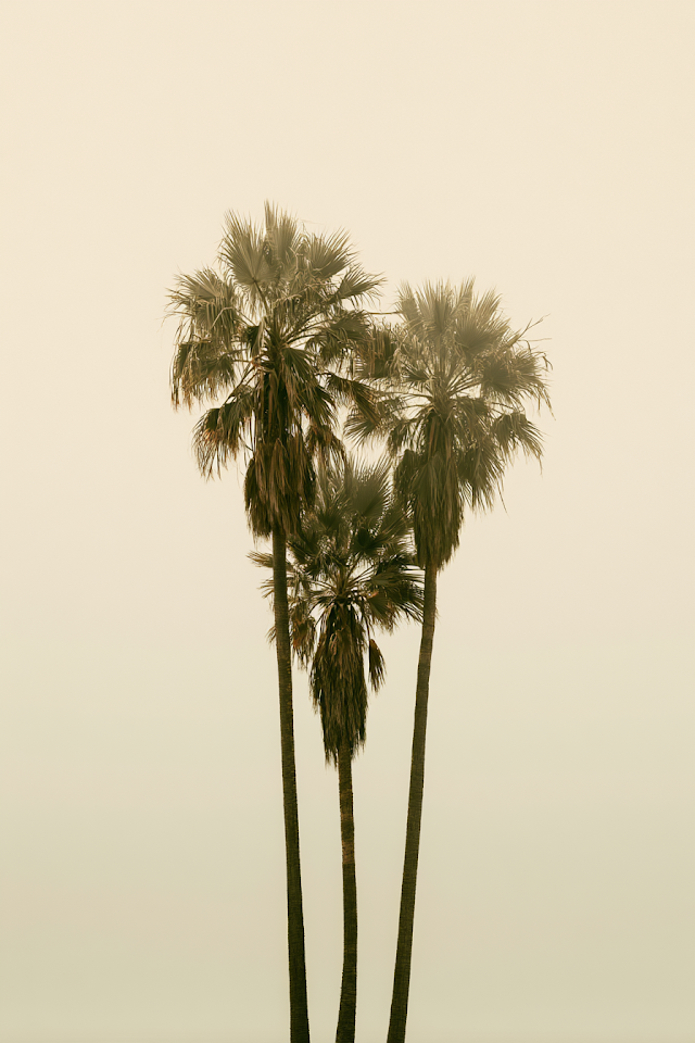 Serene Trio of Palmtrees in Muted Tones