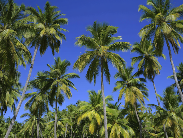 Serene Tropical Palm Grove