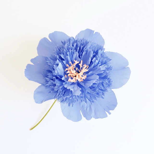 Single Blue Peony Flower on White Background