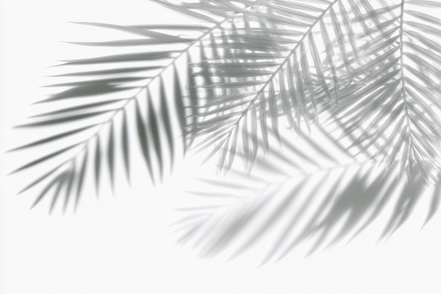 Soft Shadows of Tropical Palm Fronds
