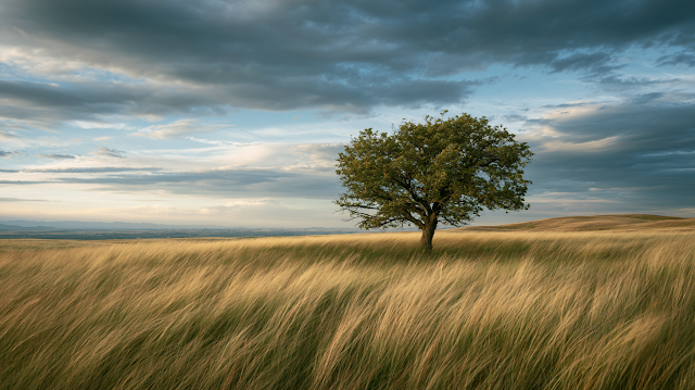 Solitary Ancient Tree Under Dramatic Sky