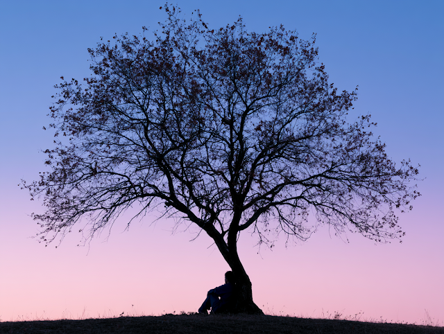 Solitary Tree Silhouette at Twilight