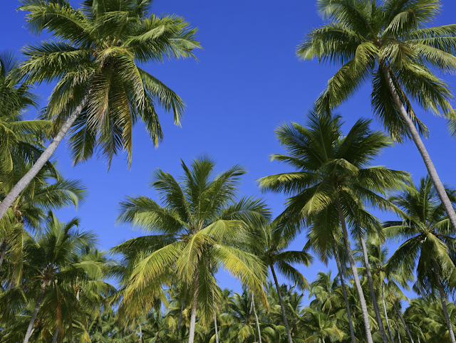 Sunny Tropical Palm Grove