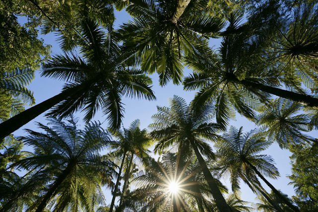 Tropical Canopy: Sunlit Palm Trees and Ferns