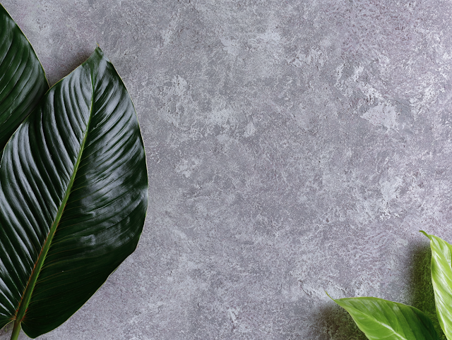 Tropical Leaf Still Life on Textured Gray Wall