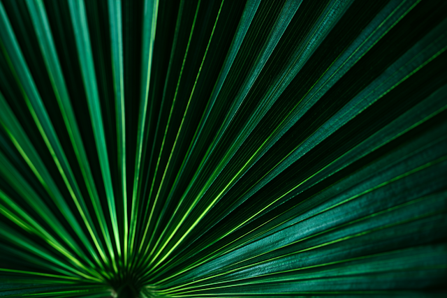 Tropical Palm Fan Leaf Close-Up