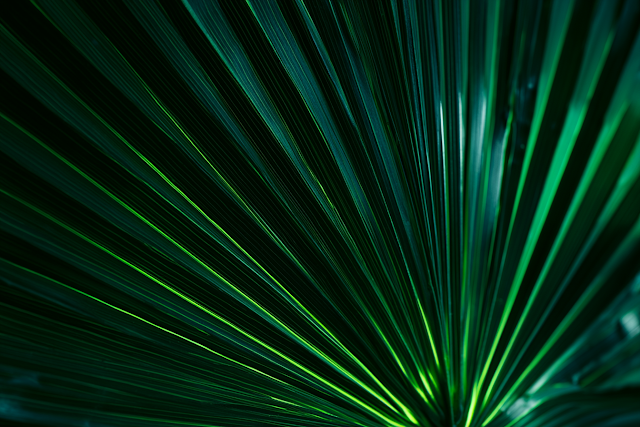 Tropical Palm Leaf Close-Up