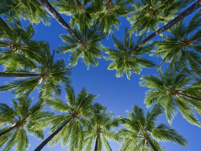 Tropical Paradise: Upward View of Coconut Palm Trees