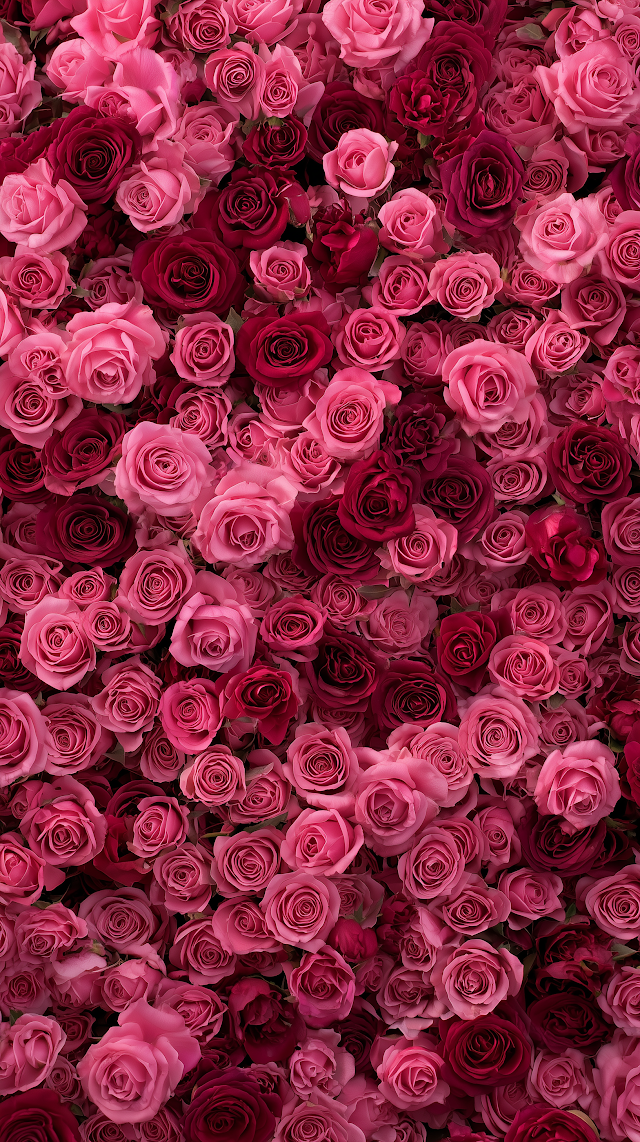 Valentine's Day Sea of Pink Roses