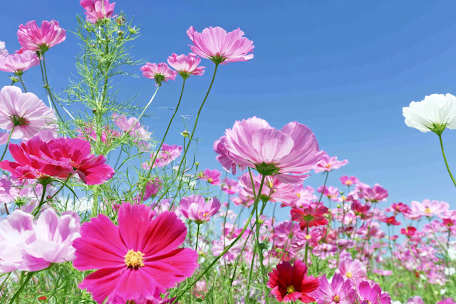 Vibrant Cosmos Flowers in a Lush Meadow