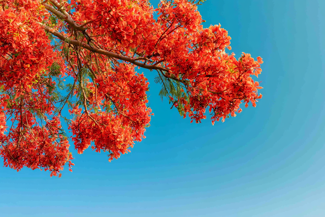 Vibrant Flame Tree Blossoms Against Clear Blue Sky