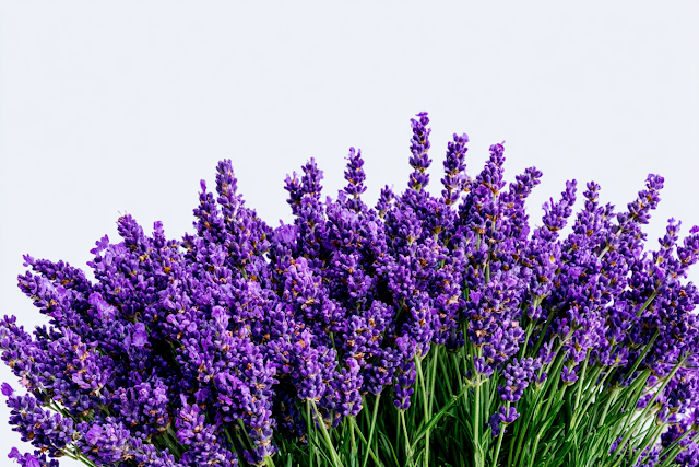 Vibrant Lavender Bouquet Against a Clear Sky